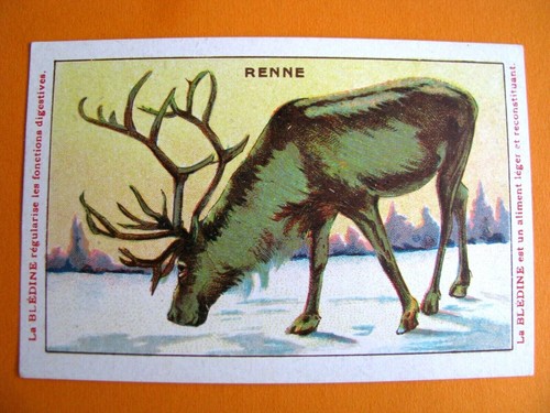 Chromo 1920 1930 blédine - 1920-1930,