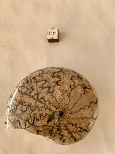 Ammonite fossile polie - 🐚,