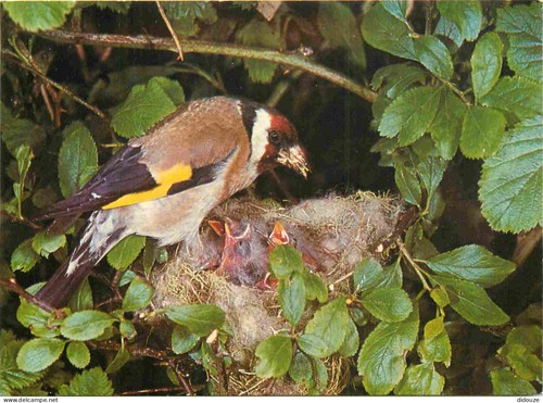 Carte postale animaux - carte,