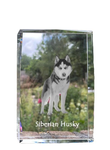 Siberian husky collier - siberian,