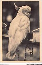 AJKP2-0123 - ANIMALS - A WHITE COCKATOOS WITH YELLOW HOOPD