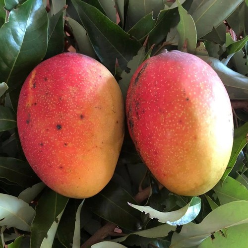 Plante fruitière tropicale - plante,