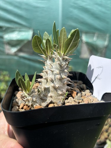 Pachypodium densiflorum live - densiflorum,