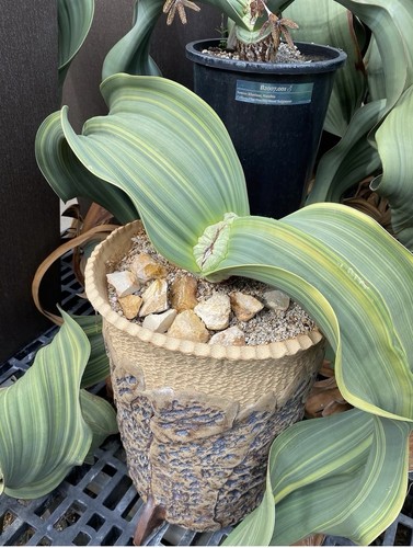 Seeds welwitschia mirabilis - 10,