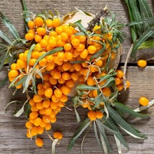 Hippophae rhamnoides