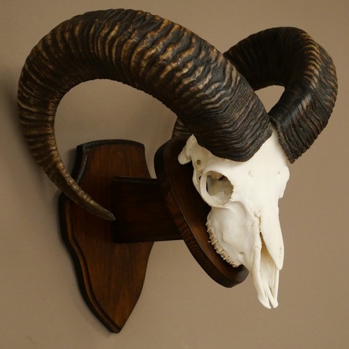 Mouflon ovis gmelini - mouflon,
