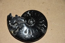 RARE ammonite Aioloceras