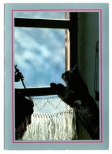 CPM: Black cat behind a window, photo P. Putelat