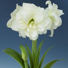 Hippeastrum (Amaryllis)