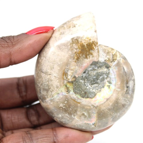 Petit fossile ammonite poli - ammonite,