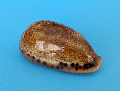 Cypraea caurica elongata 2 - caurica, 57,2
