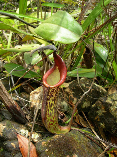 Nepenthes fusca plante - fusca,