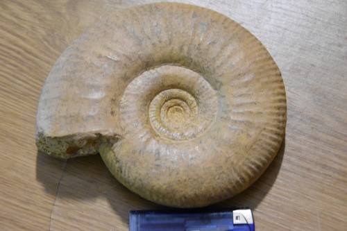 Grande ammonite bigotites - grande,