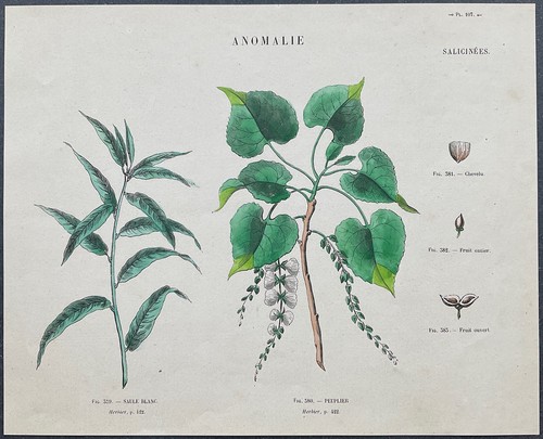 Herbier saule blanc peuplier - herbier,