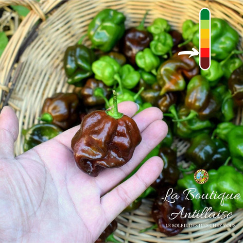 Graines piment habanero - piment,