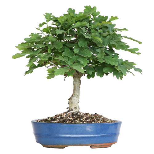 Kentis bonsaï quercus - kentis-,