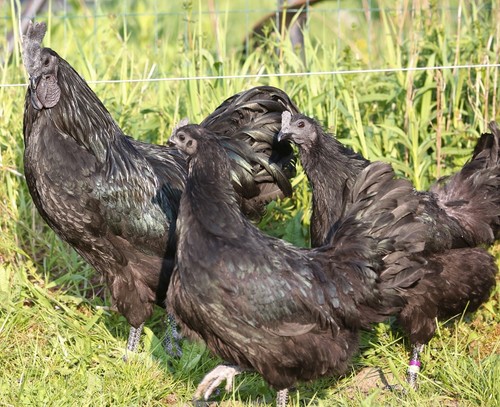 Npip ayam cemani hatching - 10++,