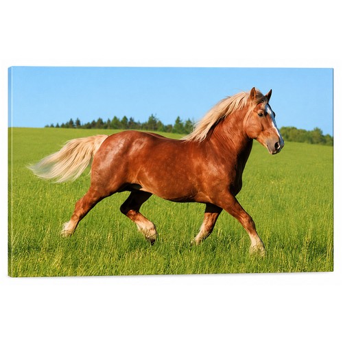 Cadre cheval galopant - , dans