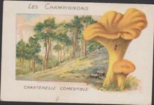 ANTIQUE CHROMO LES CHAMPIGNONS CHANTERELLE EDIBLE/GIROLLE REWARD SCHOOL 