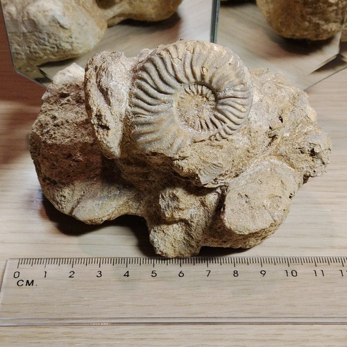 Fossile ammonite brute sur - ammonite,