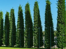 Live Murray Cypress Tree / Cupressus x leylandii - [Pint/Quart Pot]