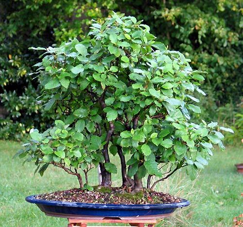 100 graines alnus - graines, glutinosa