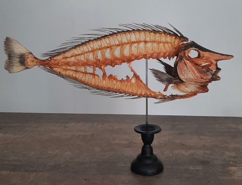 Curiosité taxidermie - curiosité, ,