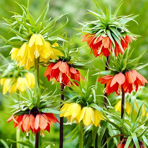 Bulbes fritillaires - bulbes,