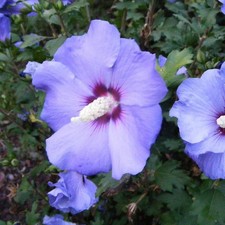 Hibiscus syriacus 'Marina' -