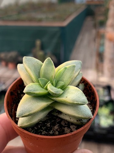 Crassula springtime - crassula, 'springtime'