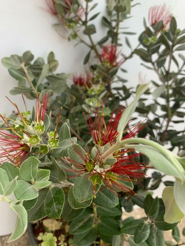 Plante metrosideros excelsa - de,
