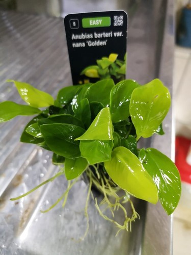 Anubia nana golden yellow - anubia,