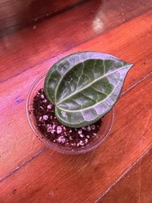 3.5” Hoya Latifolia ‘Sarawak’ Rooted Cutting - Dinner-plate Hoya