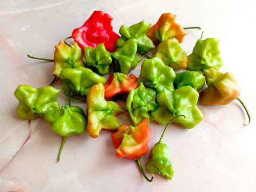 Graines piment bishop s - graines,