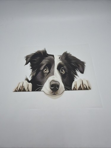 Autocollant border collie - border,