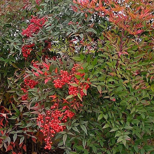 Nandina domestica bambou - nandina,