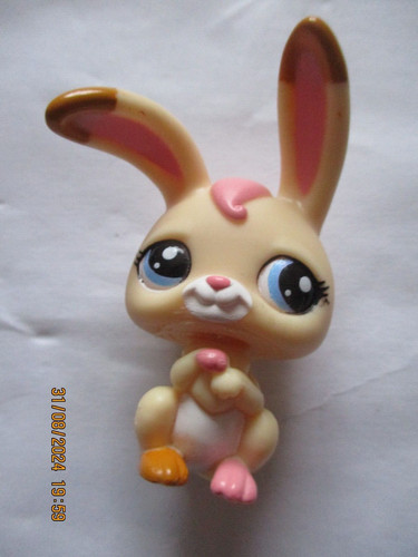 Petshop lapin garenne - ,