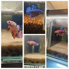  betta plakat géant,  né le