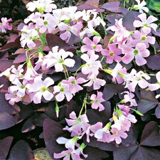 Oxalis Triangularis Bulbes à