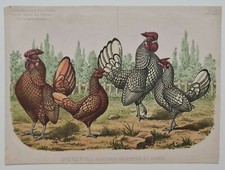 Rooster and chicken Bantams silver and gold circa 1890 Chromolithograph Breeding	