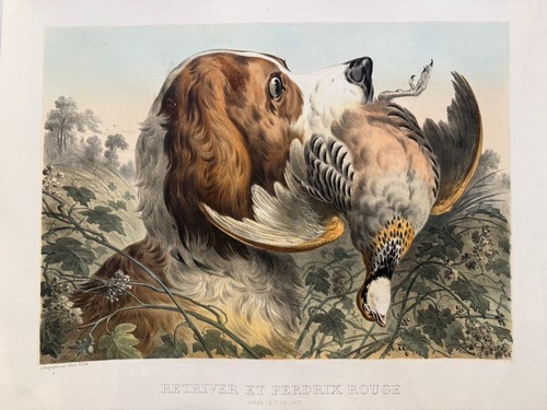 Retriever perdrix rouge - et,