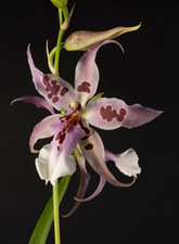 Beallara Peggy Ruth carpenter