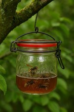 Piège Frelon Asiatique