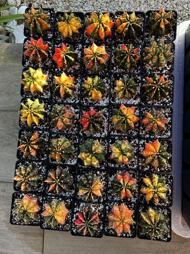 Cactus gymnocalycium variegata - gymnocalycium,