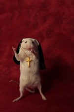 taxidermie souris none taxidermy ,mouse rat none cabinet de curiosité