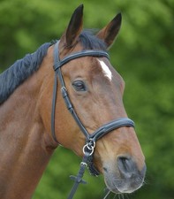 NEW Star Bitless Bridle BLACK