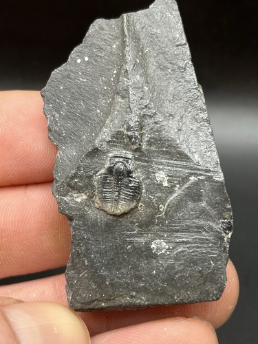 5 cm nice - 2.16",