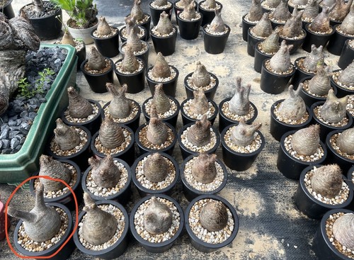 Pachypodium rosulatum var