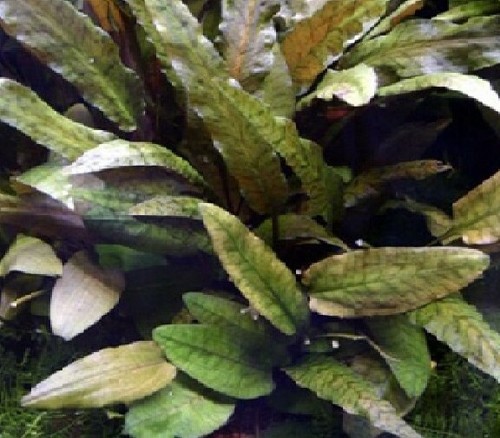 Cryptocoryne brown touffe - , en