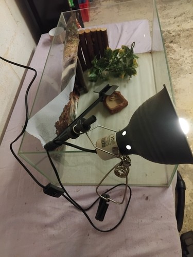 Terrarium tortue - terrarium,